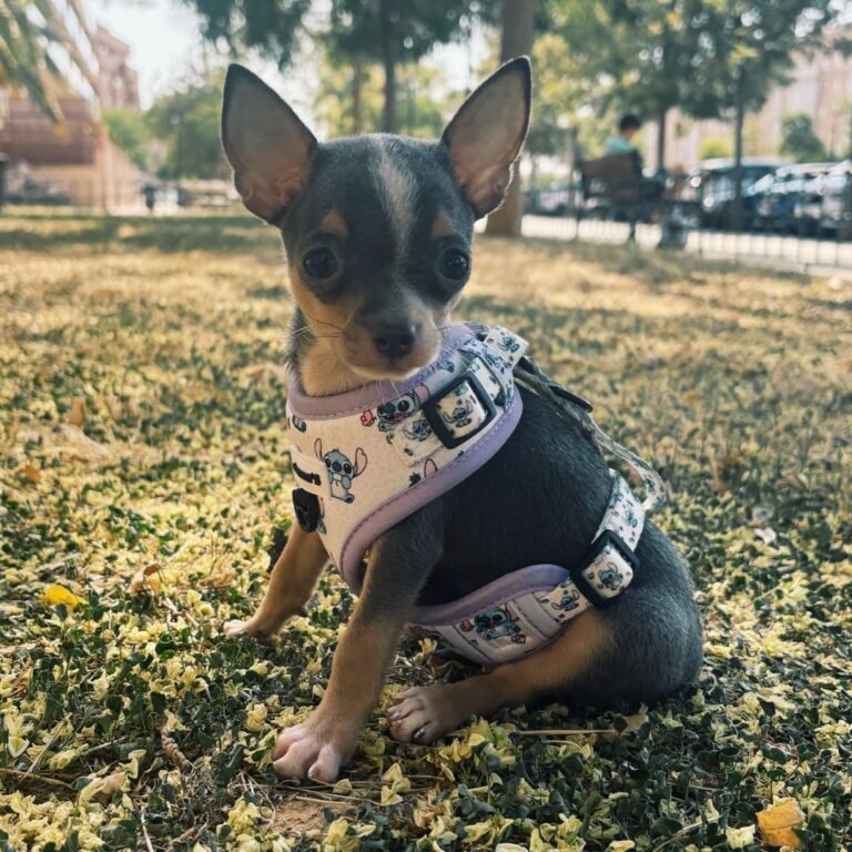 Stitch, perro Chihuahua Toy en La Pata Marketing