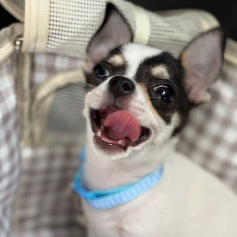 Stitch, perro Chihuahua en La Pata Marketing