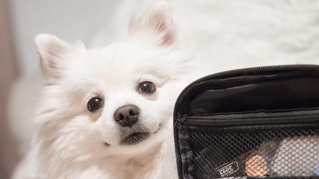 Vaiana, perra Pomerania, modelo perruna de La Pata Marketing, agencia de pet marketing en Madrid, fundada por Gabriela Rivera