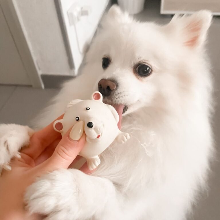 Vaiana, perra Pomerania en La Pata Marketing
