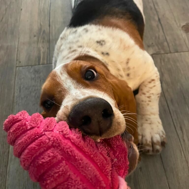 Carmen, Basset Hound en La Pata Marketing