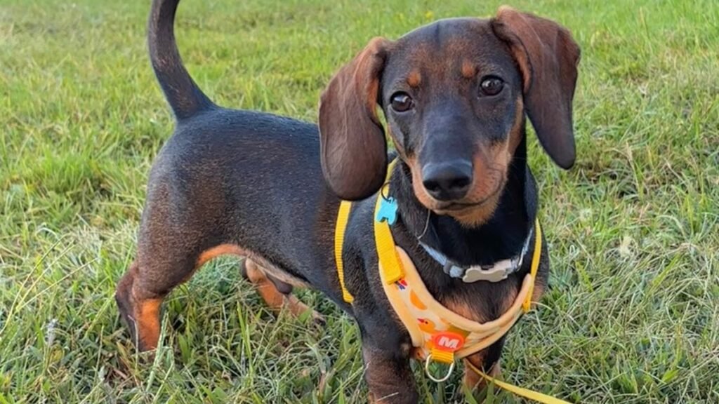 Timón, Teckel, modelo perruno de La Pata Marketing, agencia de pet marketing en Madrid, fundada por Gabriela Rivera