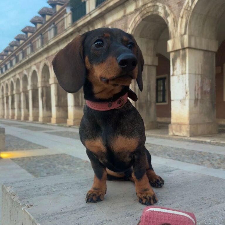 Timón, Teckel en La Pata Marketing