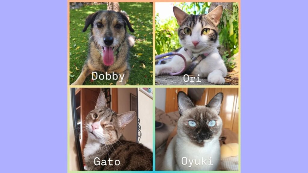 Maswicotas, perros y gatos adoptados, Booking La Pata Marketing