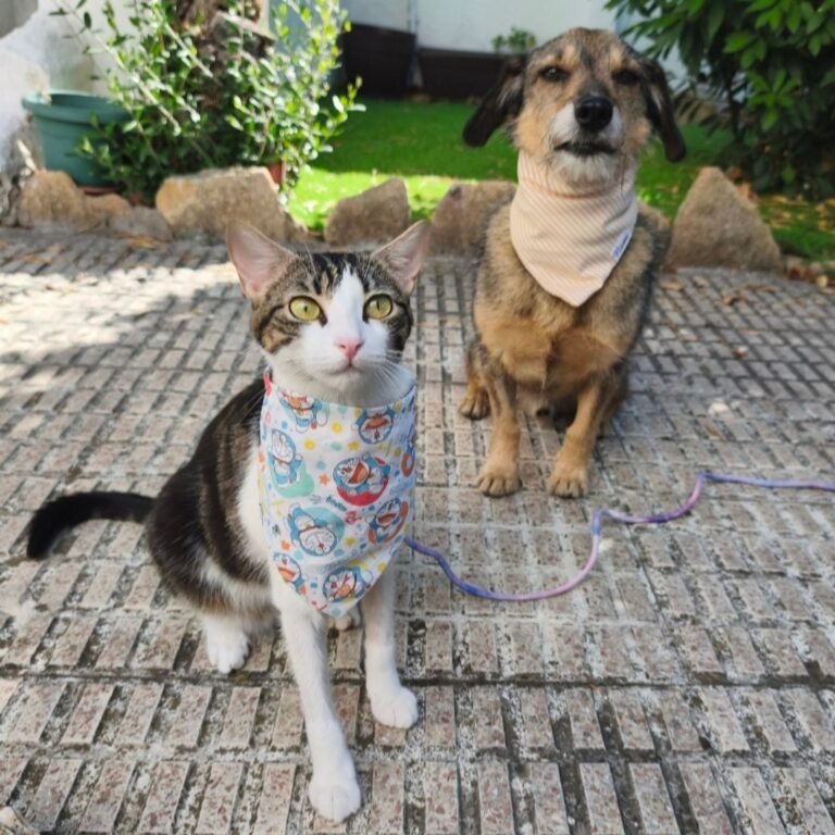 Maswicotas, perros y gatos adoptados en La Pata Marketing. Foto 2