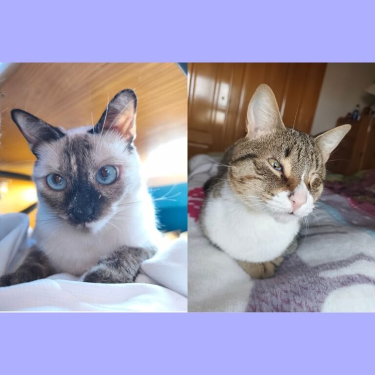 Maswicotas, perros y gatos adoptados en La Pata Marketing