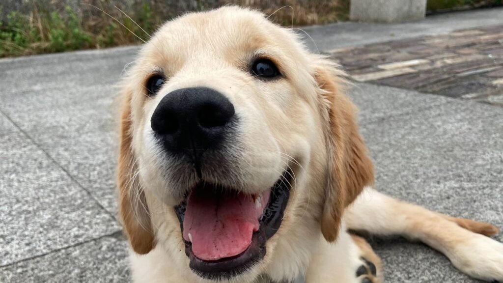 Roi, Golden Retriever, modelo perruno de La Pata Marketing, agencia de pet marketing en Madrid, fundada por Gabriela Rivera