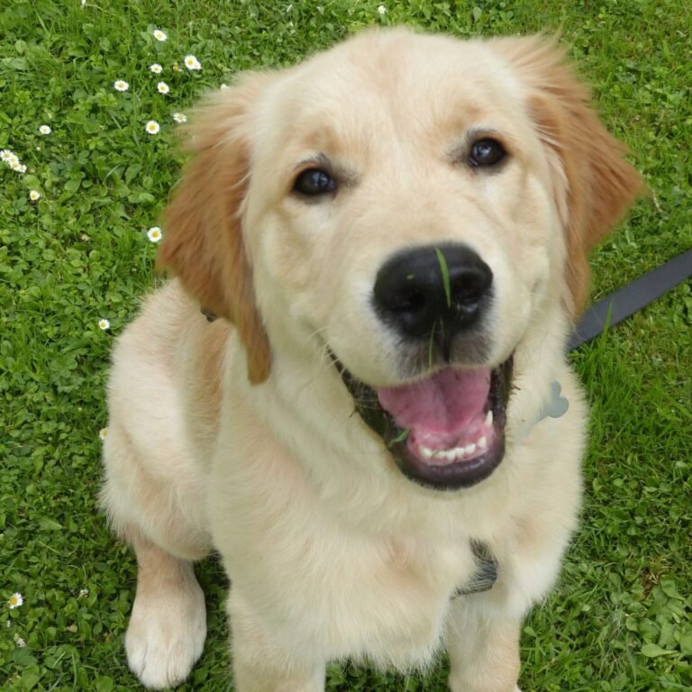 Roi, Golden Retriever en La Pata Marketing