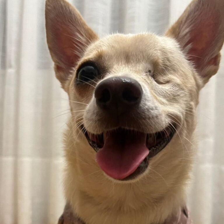 Capitán Jack, Chihuahua en La Pata Marketing