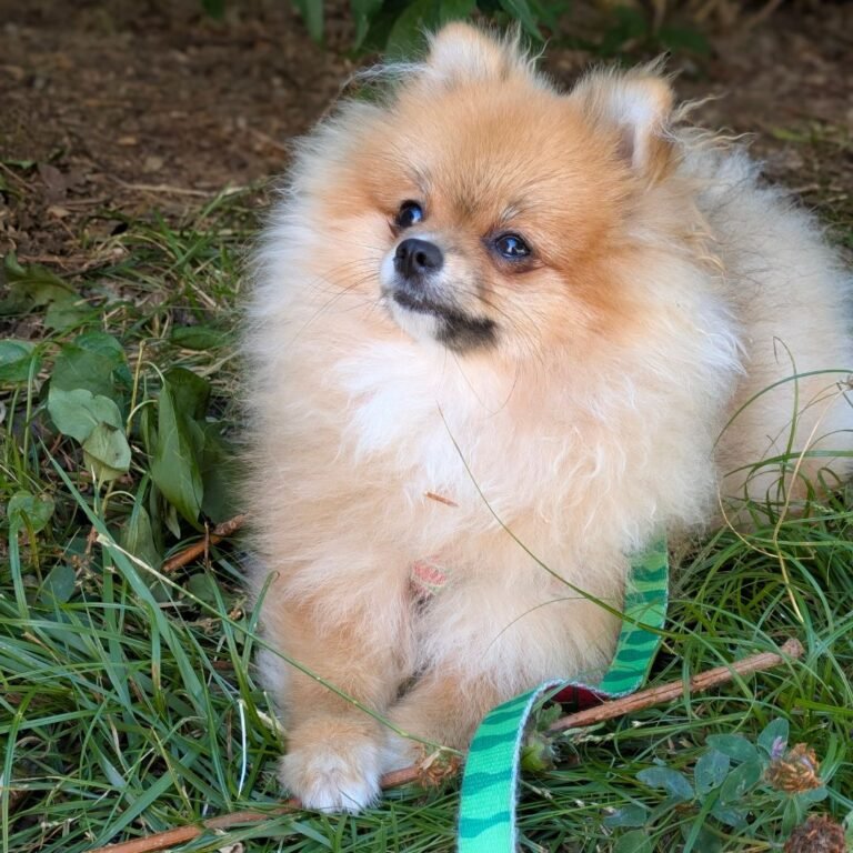 Coral, Pomerania en La Pata Marketing