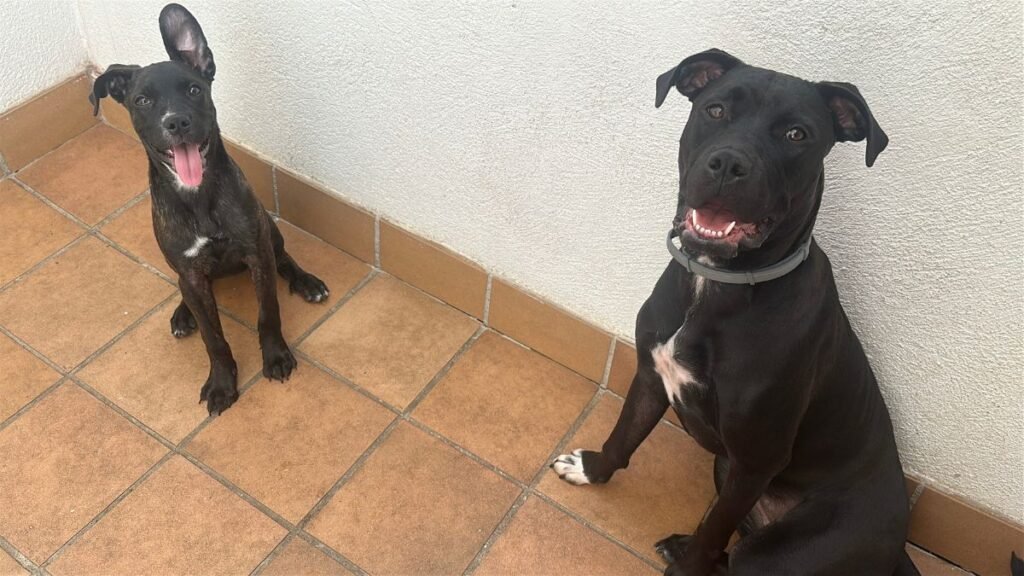 Nami e Ivy, perritas adoptadas, modelos perrunas de La Pata Marketing, agencia de pet marketing en Madrid, fundada por Gabriela Rivera