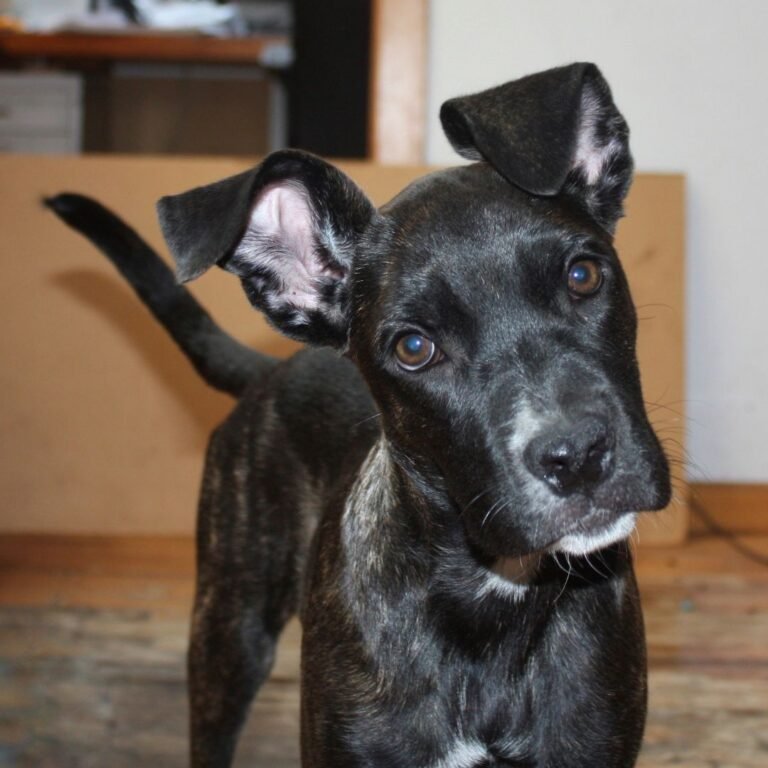 Ivy, perritas adoptadas en La Pata Marketing