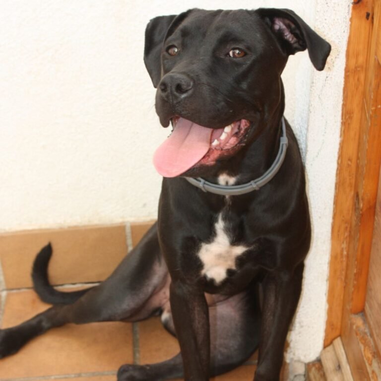 Nami, perritas adoptadas en La Pata Marketing