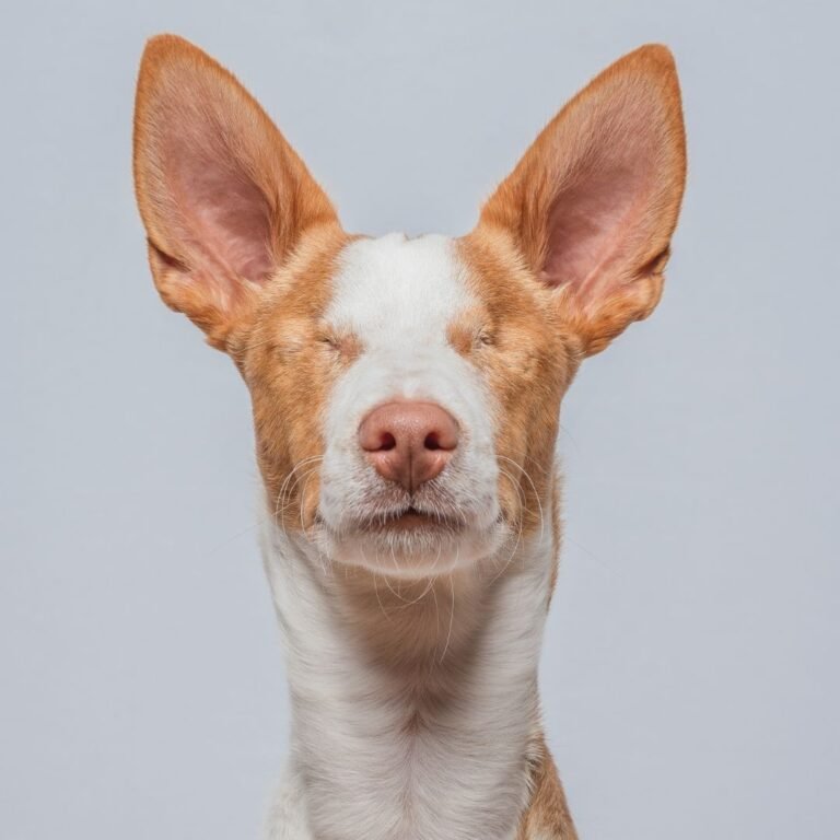 Jonny Eyes, Podenco rescatado en La Pata Marketing