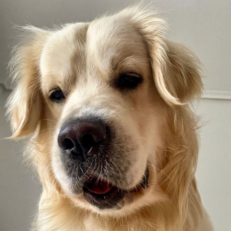 Kion, Golden Retriever rescatado en La Pata Marketing