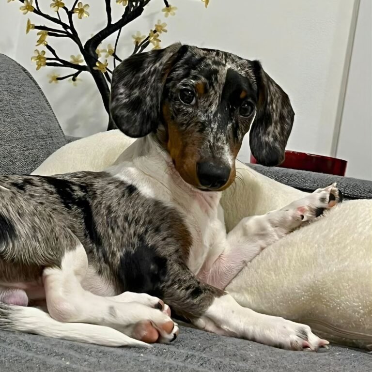 Oreo Salchicha, Teckel en La Pata Marketing