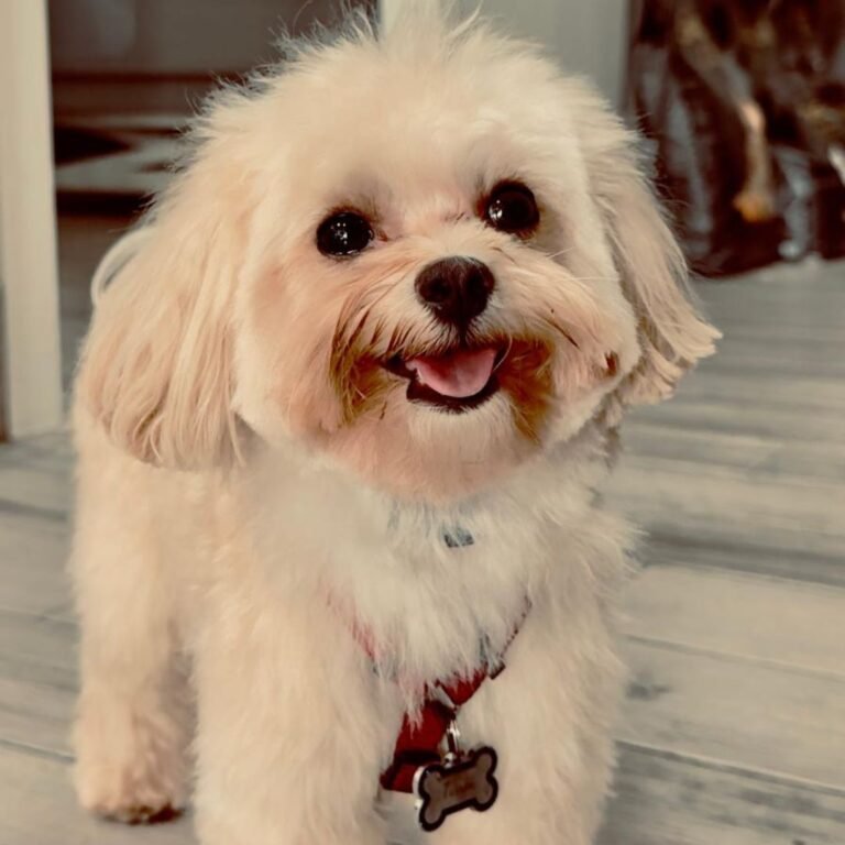 Turrón, Maltipoo en La Pata Marketing