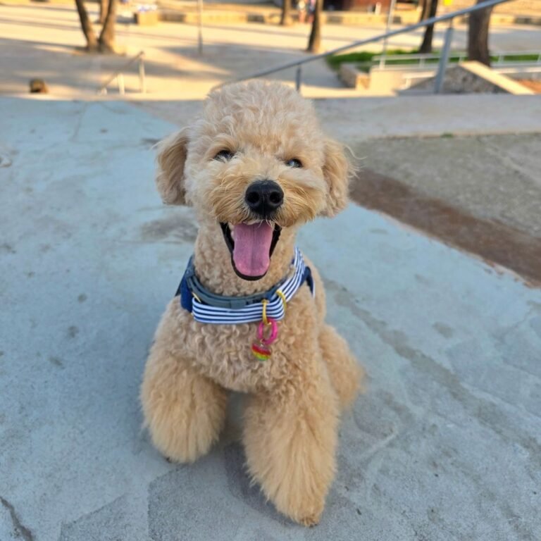 iuna, Caniche en La Pata Marketing