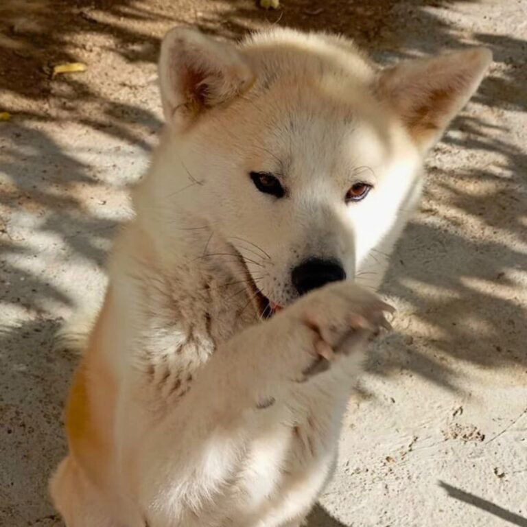 Calma y Fuji, Akitas Inu en La Pata Marketing. Foto Calma