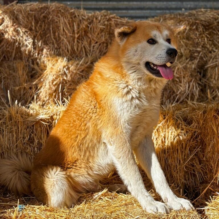 Calma y Fuji, Akitas Inu en La Pata Marketing. Foto Fuji