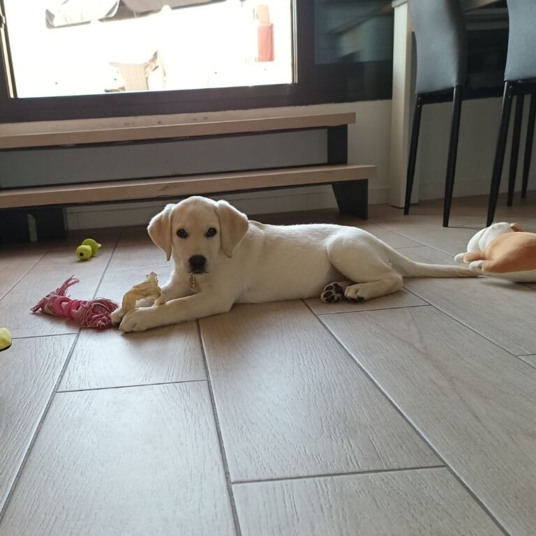 Nala Tov, Labrador en La Pata Marketing