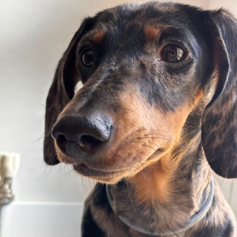 Nilo, Teckel Arlequín en La Pata Marketing