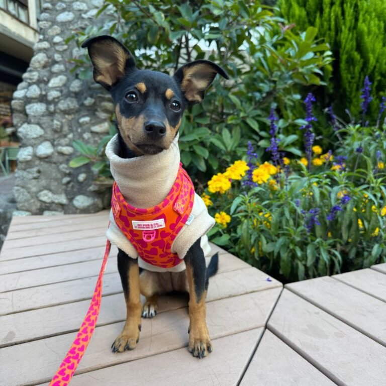 Ona, Pinscher en La Pata Marketing