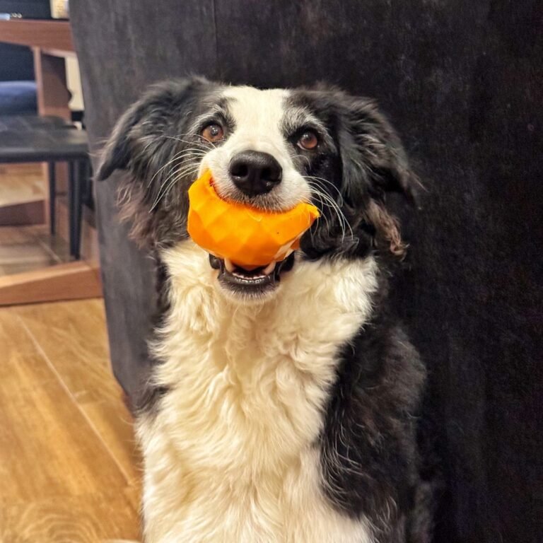 Roma Rominchiii, Border Collie en La Pata Marketing