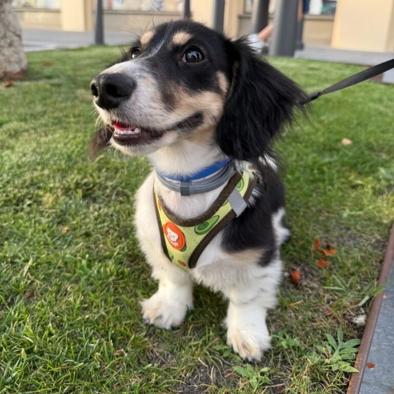 Archie, Teckel pelo largo en La Pata Marketing