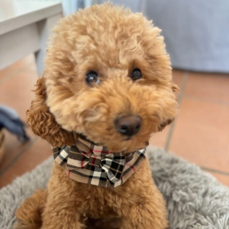 Coco Caniche Retriever en La Pata Marketing