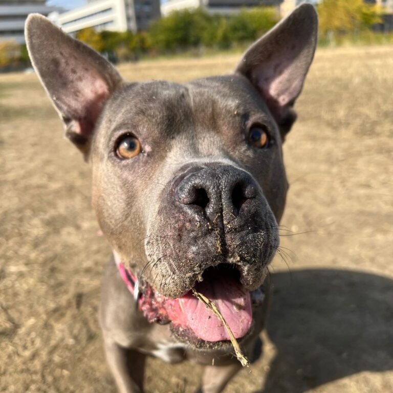 Freya, American Bully en La Pata Marketing