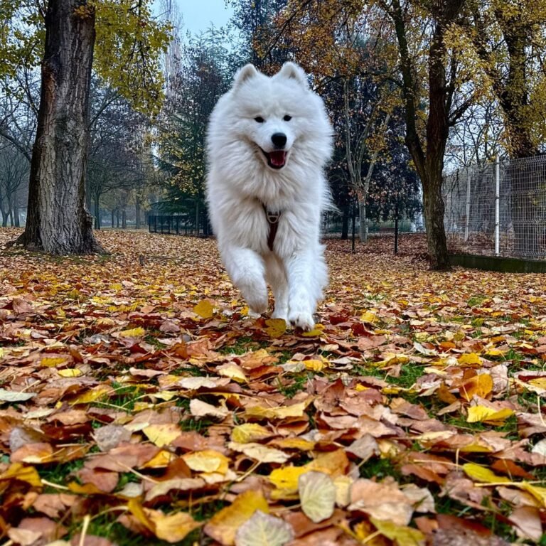 Mozzi, Samoyedo en La Pata Marketing