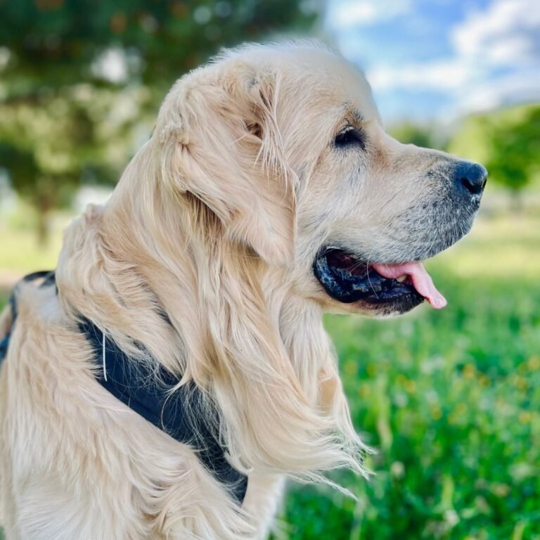 Río, Golden Retriever en La Pata Marketing