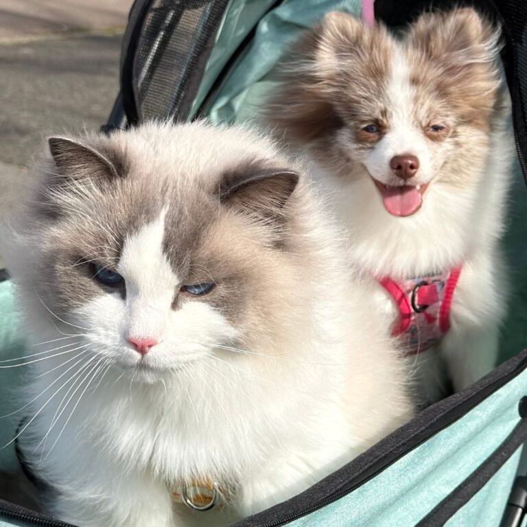 Chailatte Pomerania en La Pata Marketing