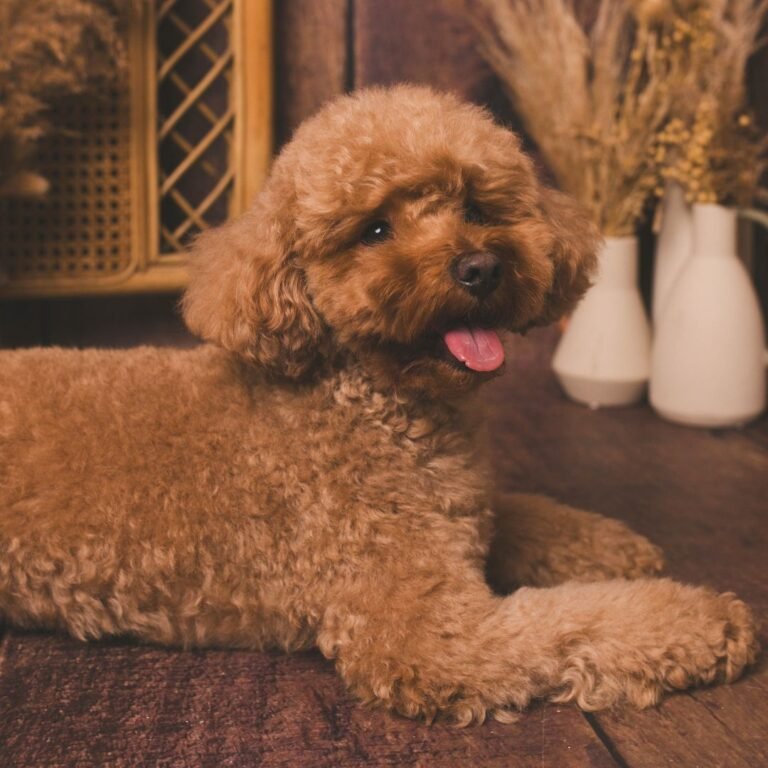 Leo Poodle Toy en La Pata Marketing