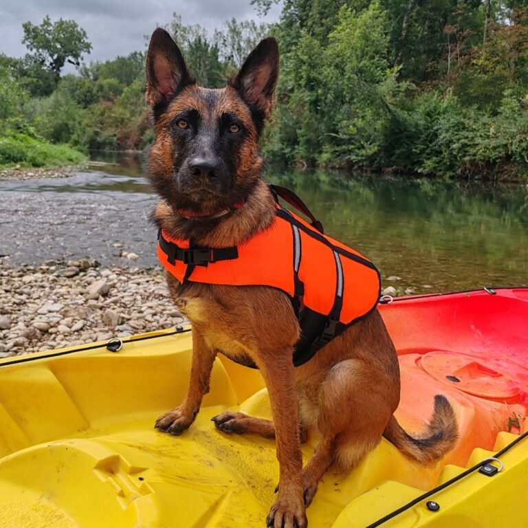 Lis Pastor Belga Malinois en La Pata Marketing