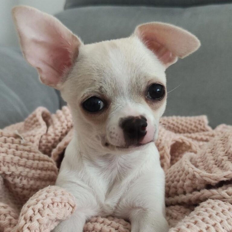 Milo Chihuahua en La Pata Marketing