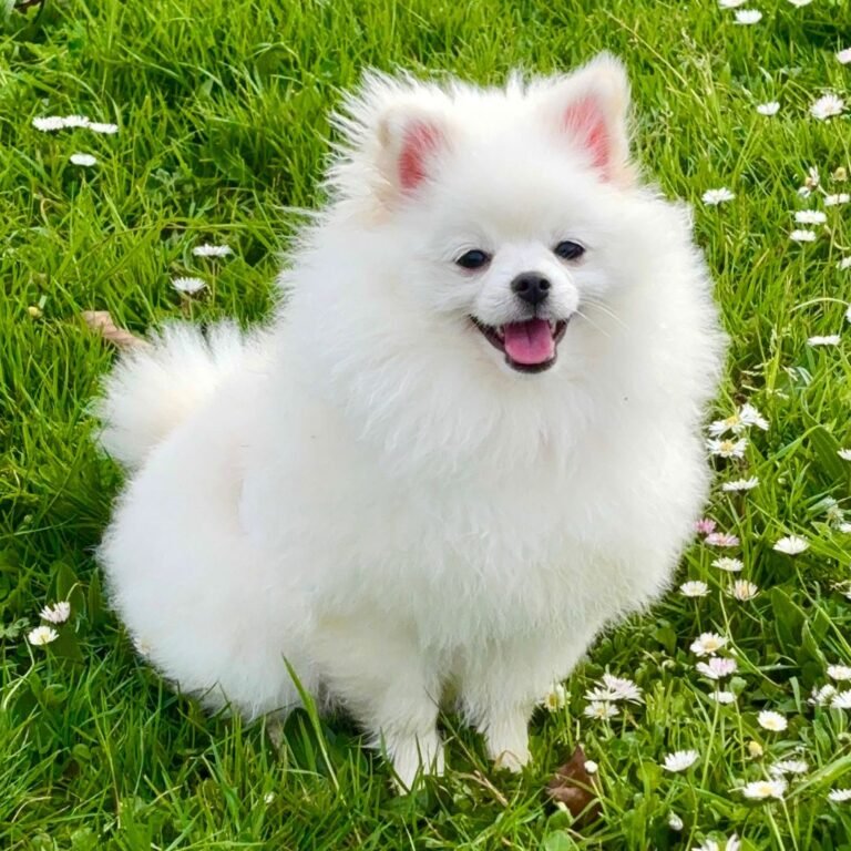 Paris Pomerania en La Pata Marketing