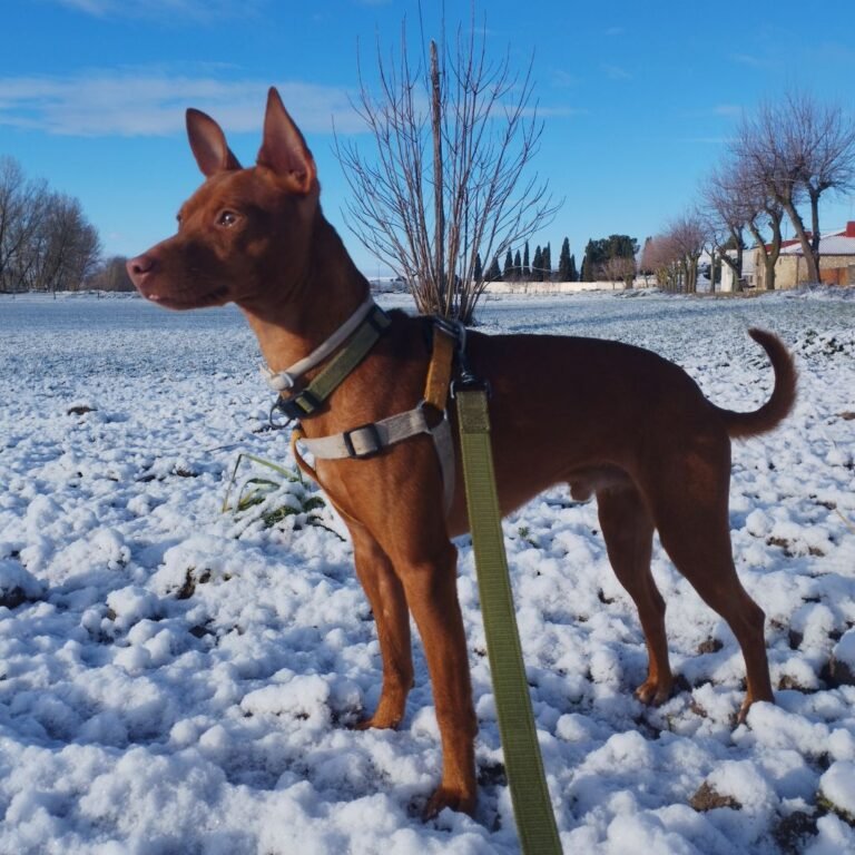 Thor Podenco en La Pata Marketing