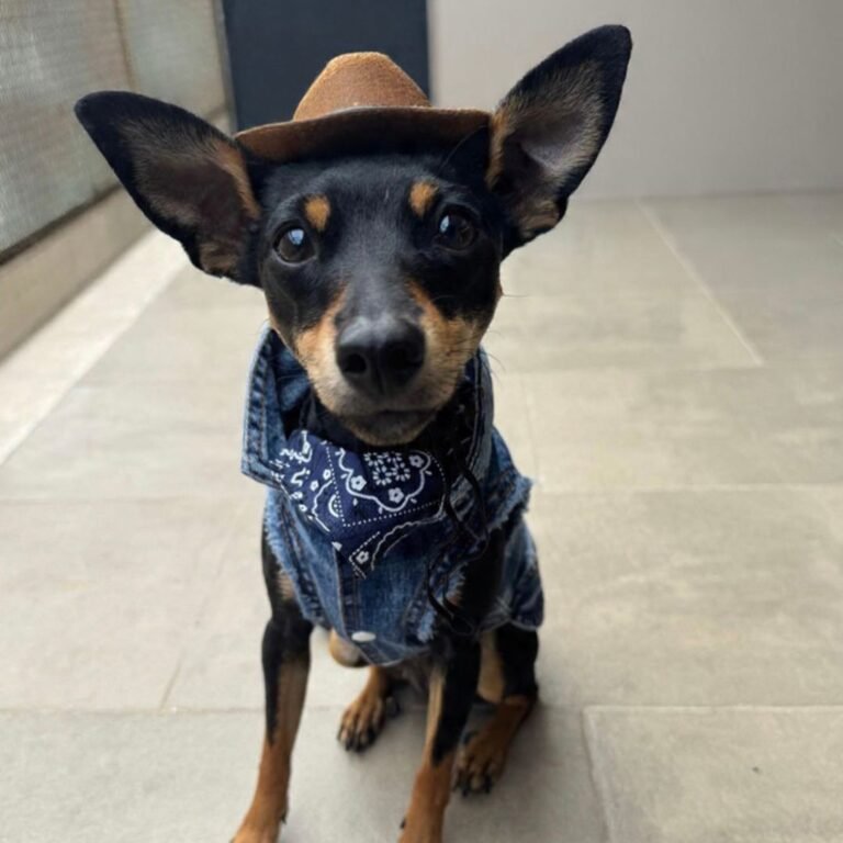 Arya Ary Mini Pinscher en La Pata Marketing