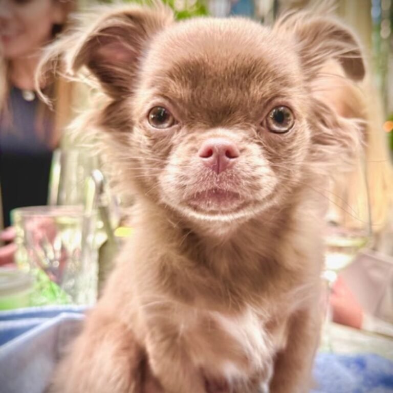 Charly Chihuahua de pelo largo en La Pata Marketing
