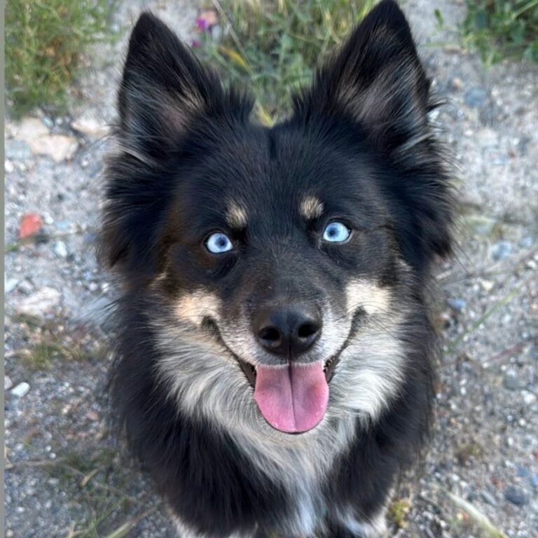 Chloe Pomsky en La Pata Marketing