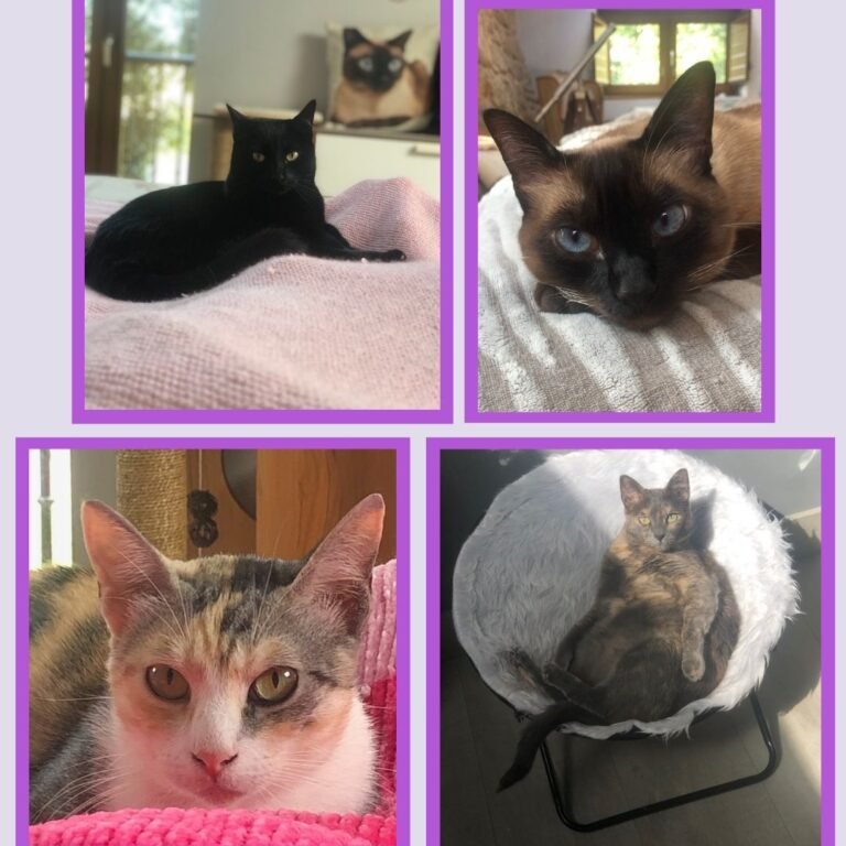 Los Muninos gatos adoptados en La Pata Marketing
