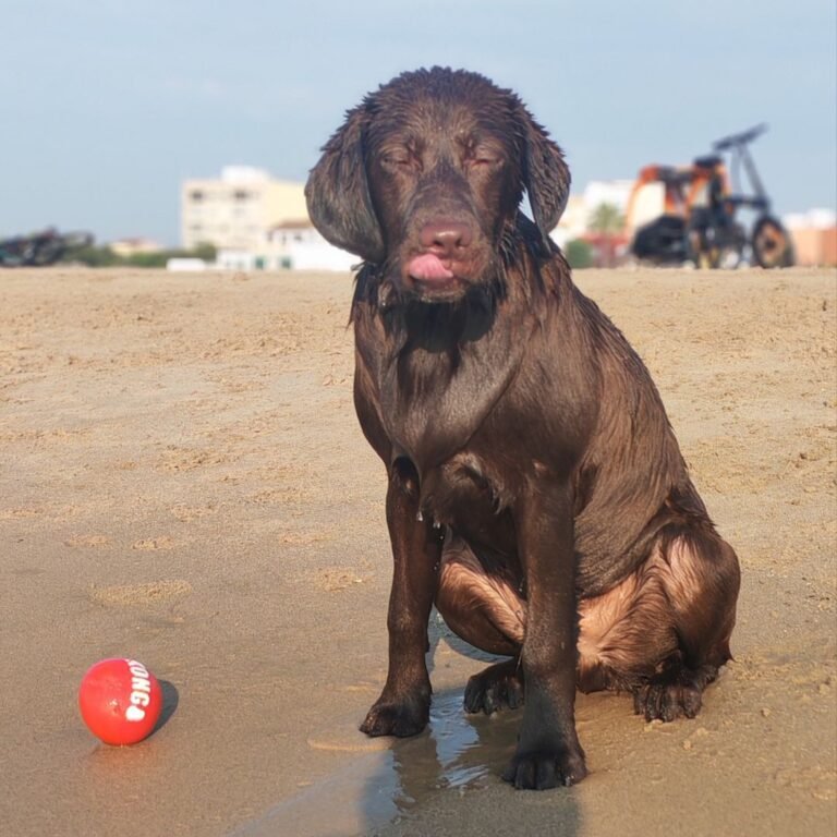 Turbo Labrador en La Pata Marketing
