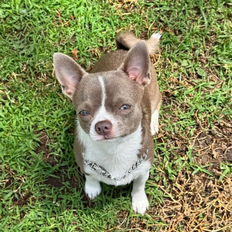 Bluey y Kiwi, chihuahuas hermanos en La Pata Marketing. Foto Bluey