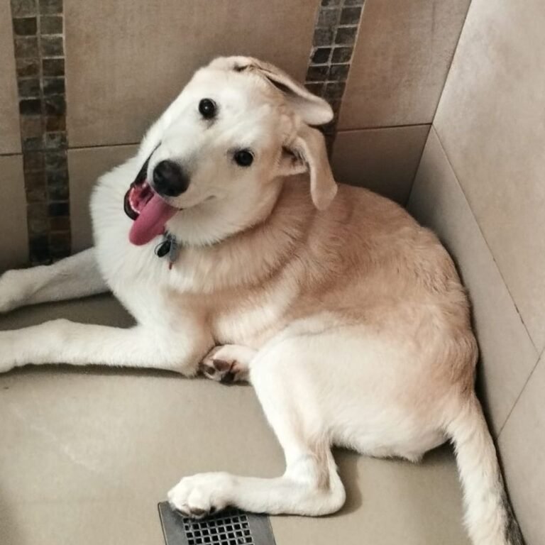 Kuma mestizo adoptado en La Pata Marketing