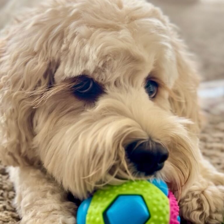Percy Australian Labradoodle en La Pata Marketing
