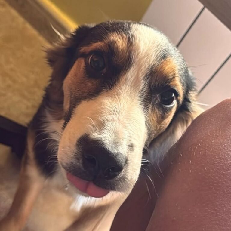 Roma Romi Border Collie en La Pata Marketing