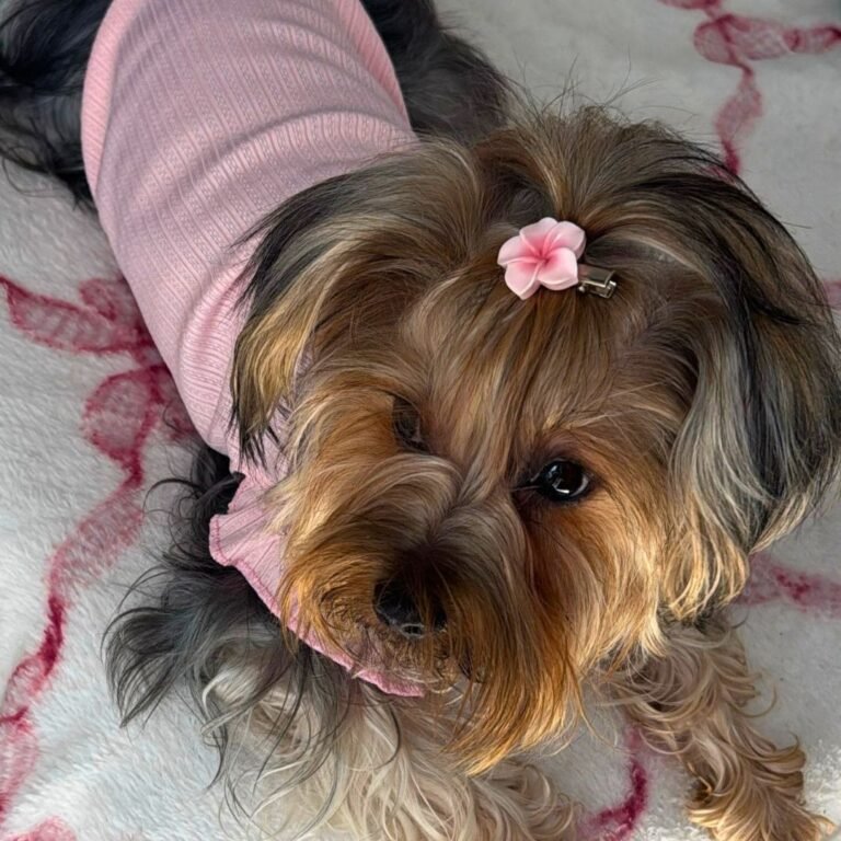 Rubí Yorkshire Terrier en La Pata Marketing
