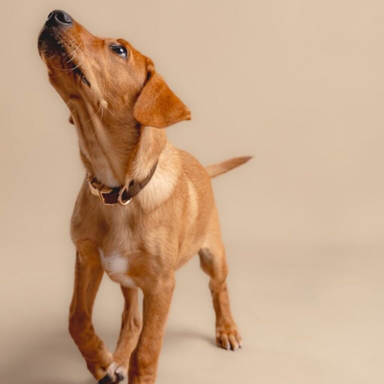 Giah Labrador Retriever Dual en La Pata Marketing